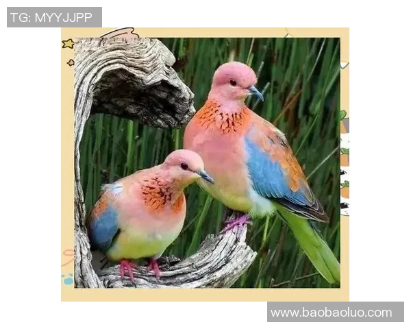 大阪钢吧与鸟类的奇妙对话探索自然与城市的和谐共生